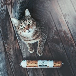 kattenvoeding